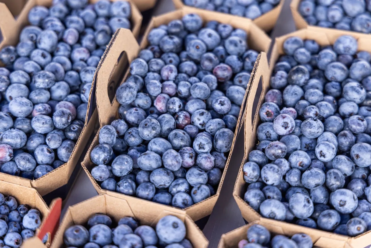 Ile można zarobić na zbieraniu borówek? Zaskakujące fakty o zarobkach