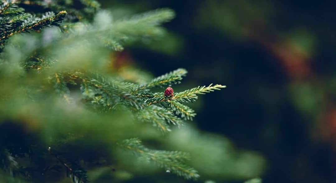 Ile można zarobić na choinkach? Sprawdź opłacalność sprzedaży